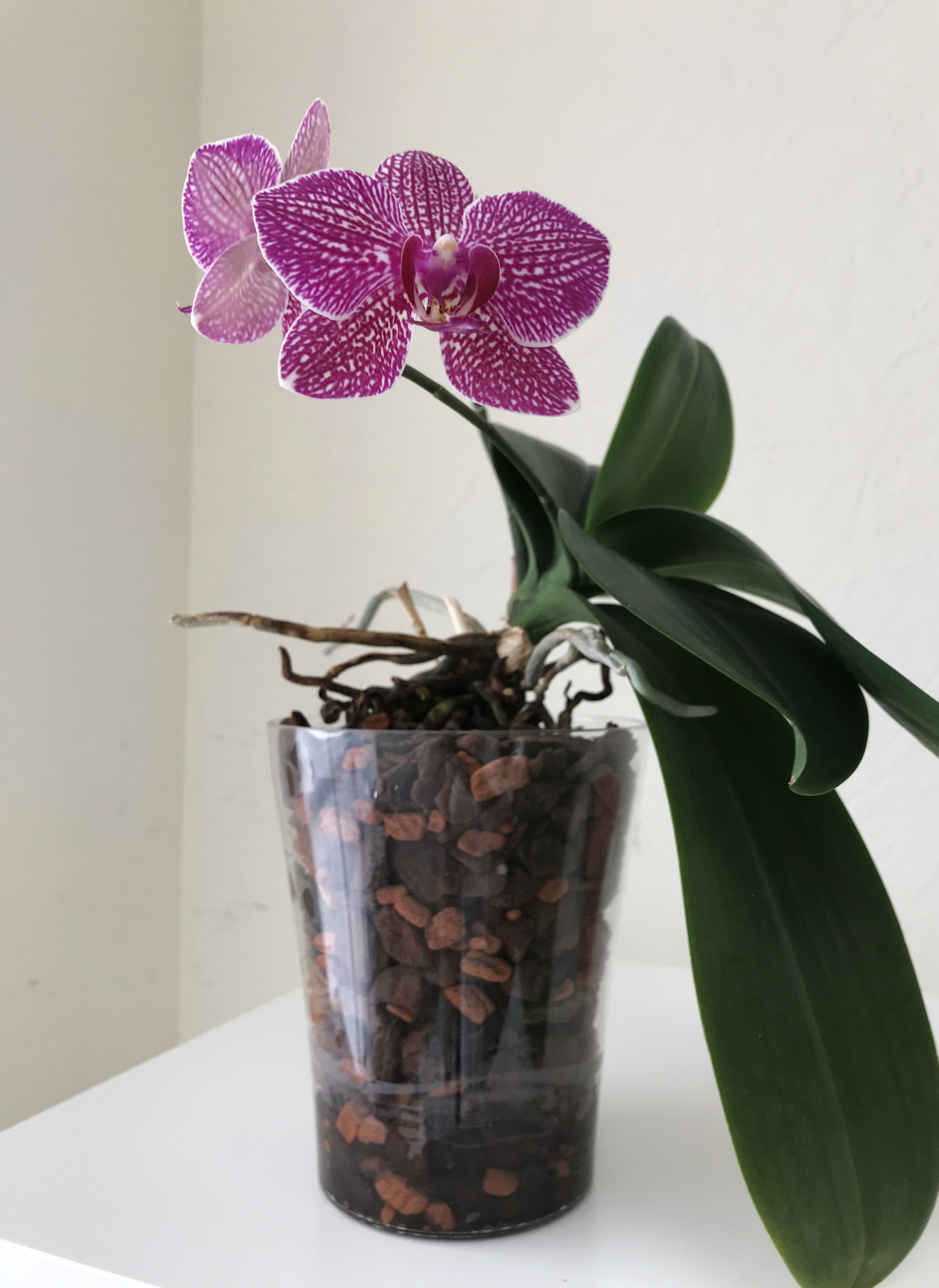 Орхидея Ярцево