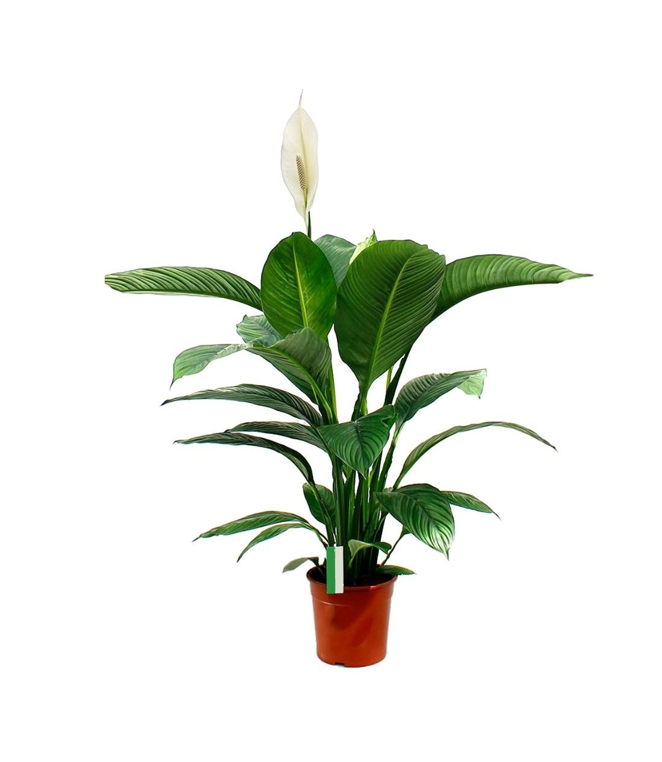 Живые растения