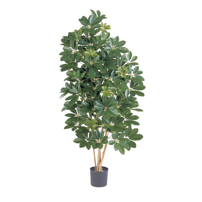 Лиственные деревья