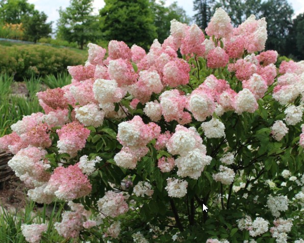 Живые уличные растения