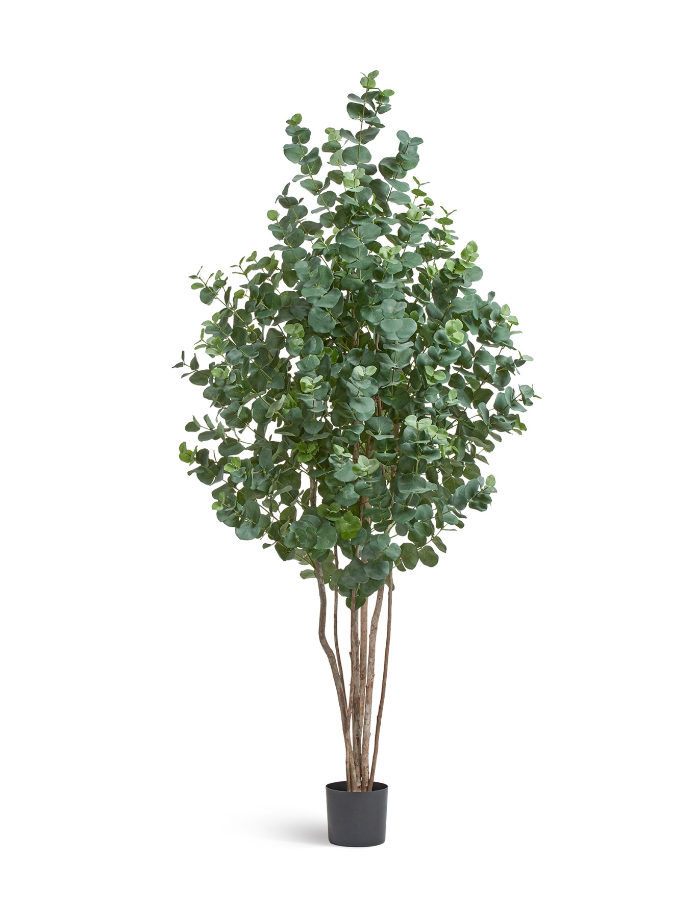 Эвкалипт серебристый многоствольный TREEZ , материал 