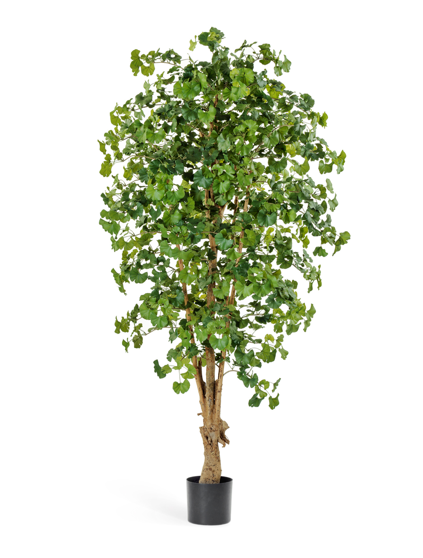 Гинкго Форест TREEZ , материал
