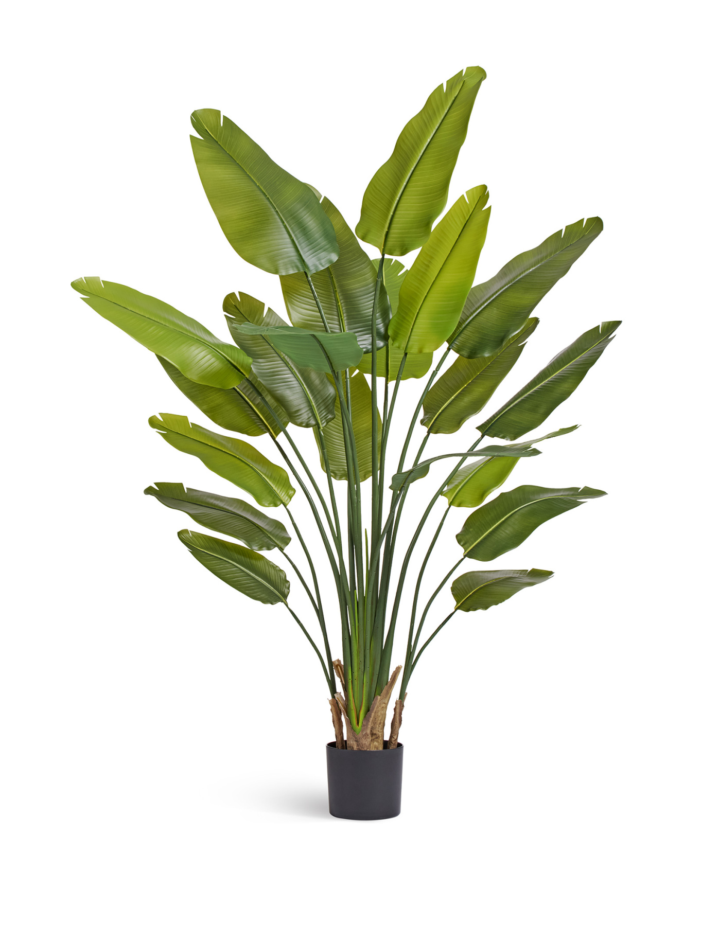 Стрелиция New Style (Sensitive Botanic) TREEZ , материал 