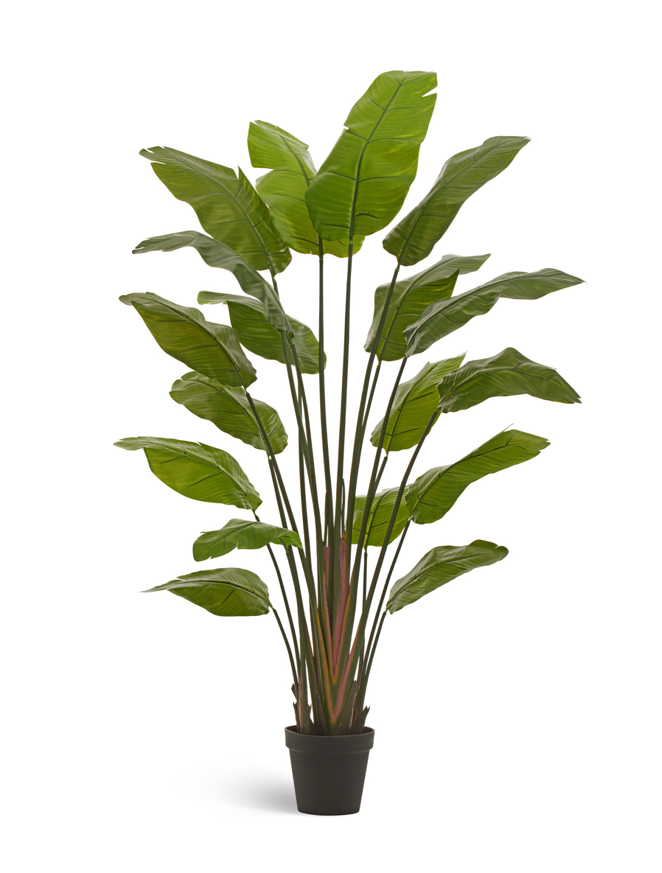 Стрелиция Traveller (Sensitive Botanic) TREEZ , материал 