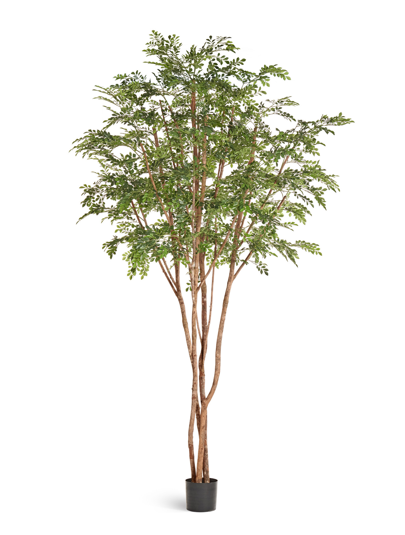 Гигантская Муррайя в-330 см (сборная) TREEZ , материал