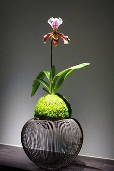 Кокедама орхидея.jpg