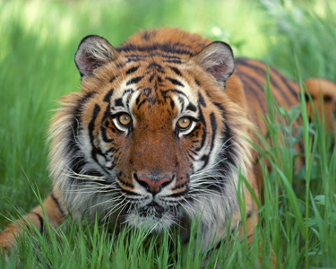 Бенгальский тигр.jpg