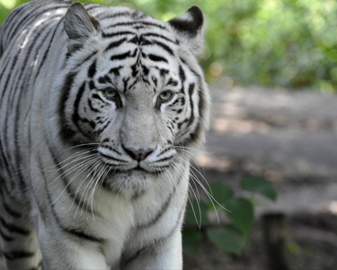 Серый тигр.jpg
