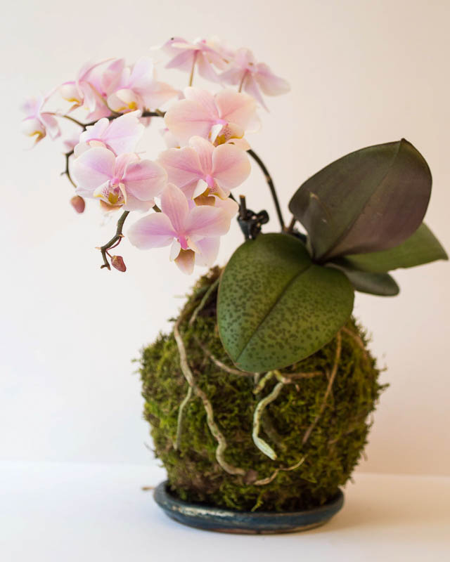 6Кокедама орхидея 1.jpg