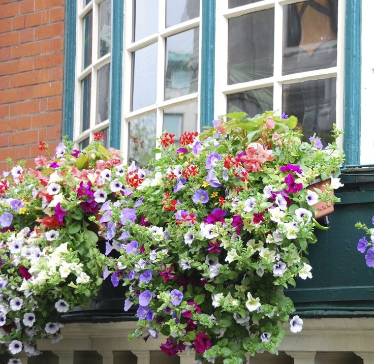 Цветы на балконе.jpg