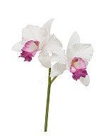 Орхидея Каттлея белая с тёмно-розовым язычком
