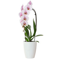 Кашпо FIJI Orchid