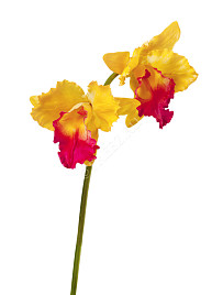 Орхидея Каттлея крупная жёлто-розовая , материал 
