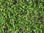 Мох Рясковый светло-зеленый (полотно) прямоугольник Нидерланды, материал , доп. фото 1