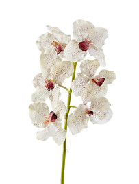 Орхидея Ванда крем с крапинами бордо , материал 