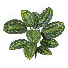 Калатея Розеопикта зелёная куст , материал 
