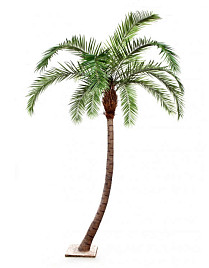 Гигантская изогнутая Финиковая пальма , материал 