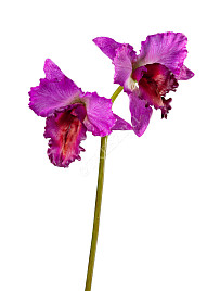 Орхидея Каттлея крупная темно-сирен , материал 