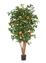 Апельсиновое дерево с плодами , материал 