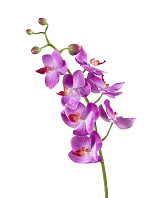 Орхидея Фаленопсис Элегант св.фиолет