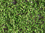 Мох Рясковый светло-зеленый (полотно) квадрат , материал , доп. фото 1