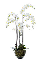 Орхидея Фаленопсис белая с мхом, корнями, землей большая