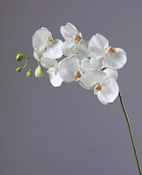 Орхидея Фаленопсис белая с бутонами