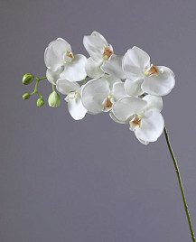Орхидея Фаленопсис белая с бутонами , материал 