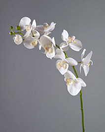 Орхидея Фаленопсис мидл белая , материал 