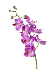 Орхидея Фаленопсис Элегант св.фиолет , материал 