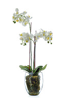 Орхидея Фаленопсис белая с мхом, корнями, землей