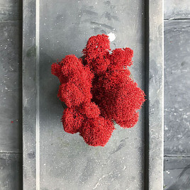 Стабилизированный мох Red , материал 