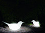 Светящаяся фигурка птицы Paloma Serralunga Италия, материал 3D пластик, доп. фото 2