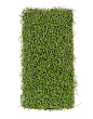Мох Рясковый светло-зеленый (полотно) прямоугольник