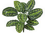 Калатея Розеопикта зелёная куст , материал , доп. фото 1