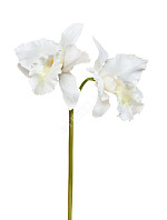 Орхидея Каттлея крупная белая