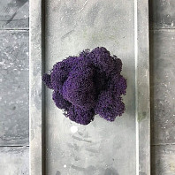 Стабилизированный мох Violet