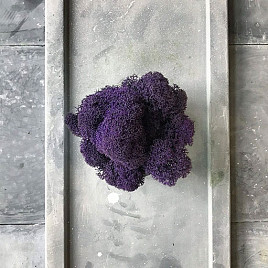 Стабилизированный мох Violet , материал 