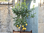 Куб Oranger Anduze Франция, материал керамика, доп. фото 4