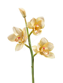 Орхидея Цимбидиум ветвь нежно-золотистая малая , материал 