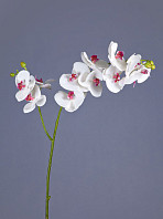Орхидея Фаленопсис белая с роз. сердцевинкой ветвь двойная
