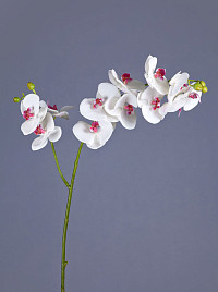 Орхидея Фаленопсис белая с роз. сердцевинкой ветвь двойная Нидерланды, материал 