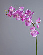 Орхидея Фаленопсис мидл розово-белая