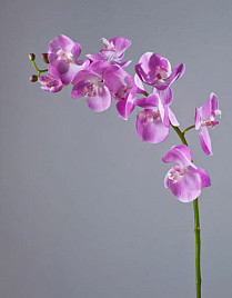 Орхидея Фаленопсис мидл розово-белая , материал 
