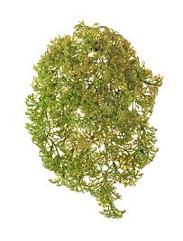 Ватер-грасс (Рясковый мох) куст св.зелёный со св.коричневым , материал 