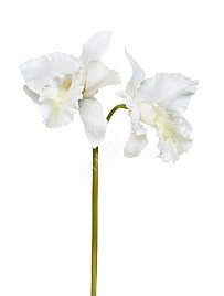 Орхидея Каттлея крупная белая , материал 