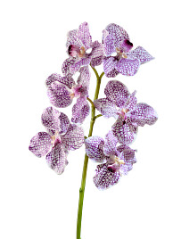 Орхидея Ванда бело-фиолетовая , материал 