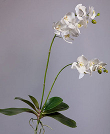 Орхидея Фаленопсис белая куст с корнями Нидерланды, материал 
