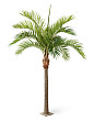 Гигантская финиковая пальма