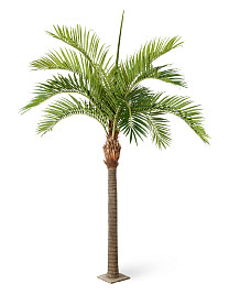 Гигантская финиковая пальма Нидерланды, материал 